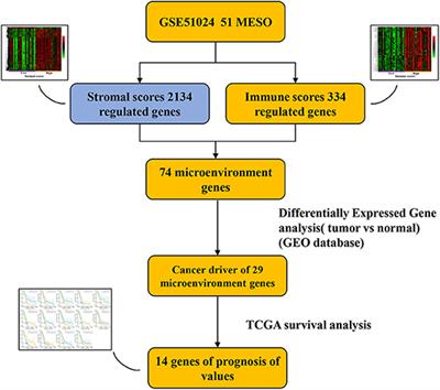 Tumor Microenvironment-Associated Immune-Related Genes for the Prognosis of Malignant Pleural Mesothelioma